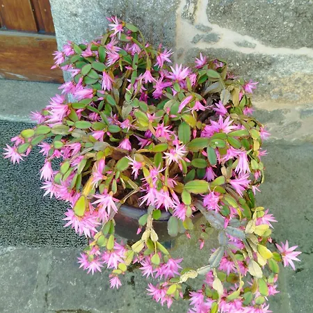 Apartamento O Do Xanza, Ideal Parejas Adaptado Movilidad Reducida *